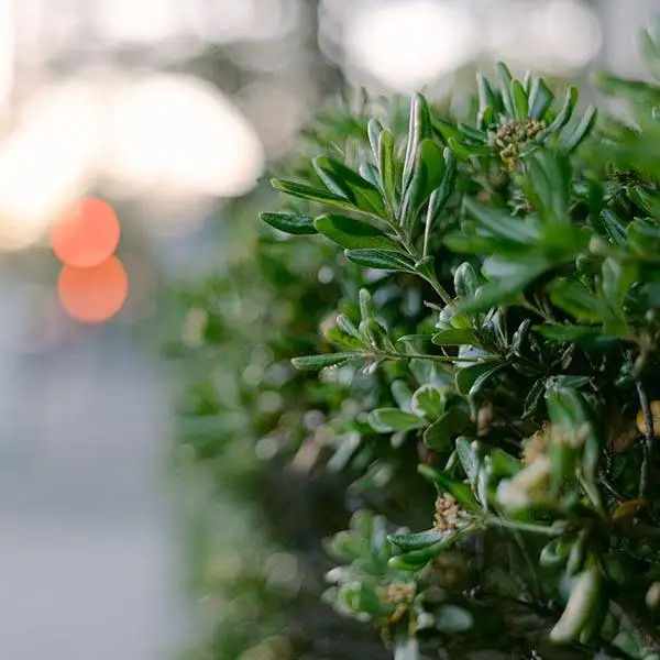 landscape-maintenance-42